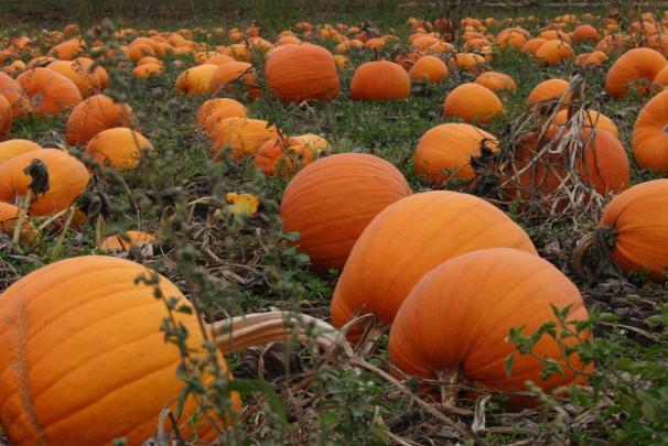 Fall Pumpkin Wallpaper for Desktop (57+ images)