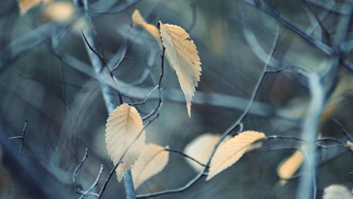autumn, Leaves, Winter, Dry, Season, Fall, Cold, Tree Wallpapers HD 