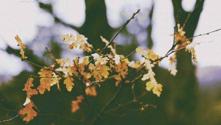 winter, Snow, Fall, Flowers, Leaves, Forest Wallpapers HD \/ Desktop and 