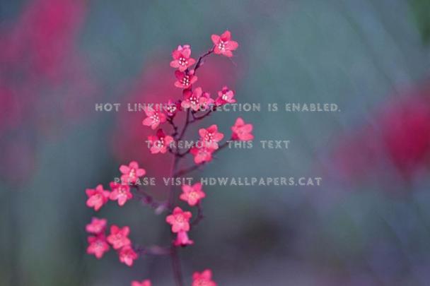 It S A Feel Good Day Deep Pink Flowers - Desktop Background Feeling 