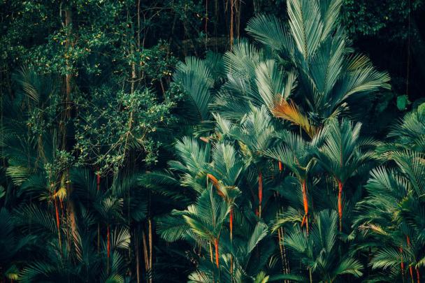 4K Tropical Wallpapers Desktop 2022 - Bored Wallpapers