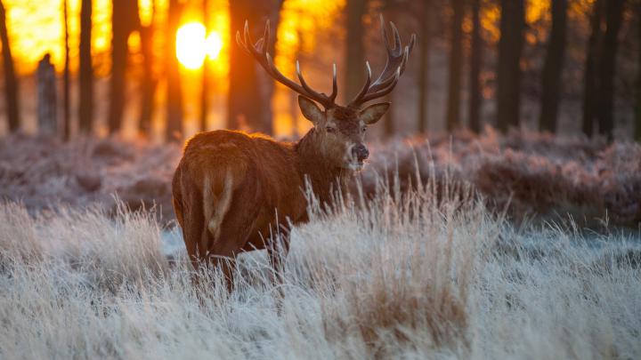 Whitetail Buck HD 1920x1080 Wallpaper -