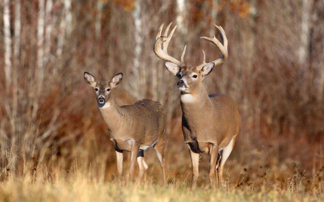 [75+] Whitetail Deer Desktop Backgrounds 