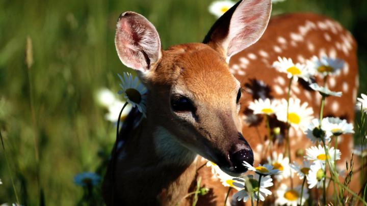 [37+] Whitetail Buck HD 1920x1080 Wallpaper 
