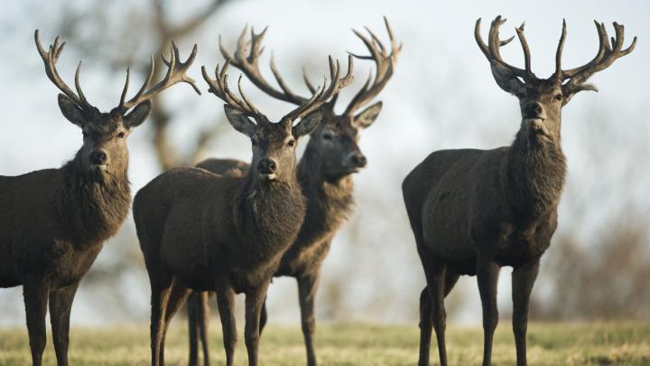 Whitetail Buck HD 1920x1080 Wallpaper -