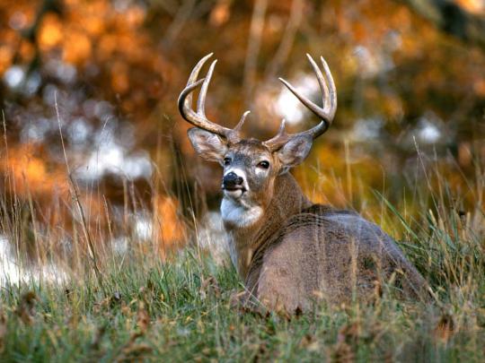 [44+] Cool Deer Wallpapers 