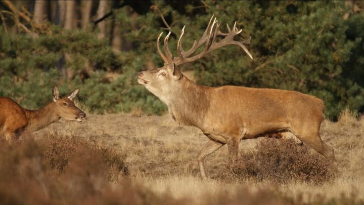 [44+] Cool Deer Wallpapers 