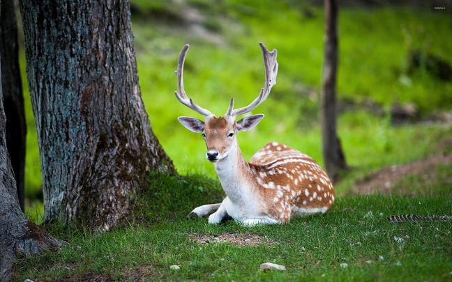 Deer wallpaper \u00b7\u2460 Download free amazing wallpapers for desktop 