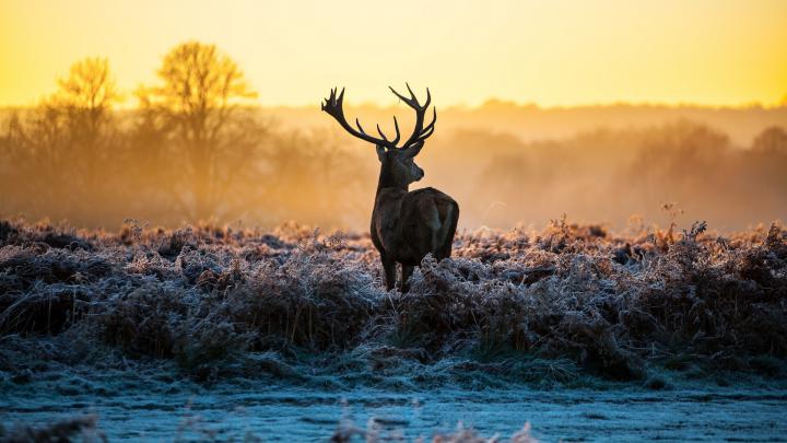 Bucks Wallpaper 1920X1080 \/ Whitetail Deer Wallpaper Screensaver (47 