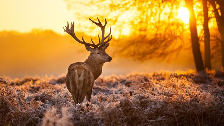 Deer Wallpapers