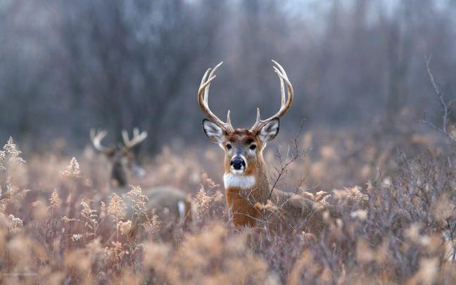 Deer wallpaper \u00b7\u2460 Download free amazing wallpapers for desktop 