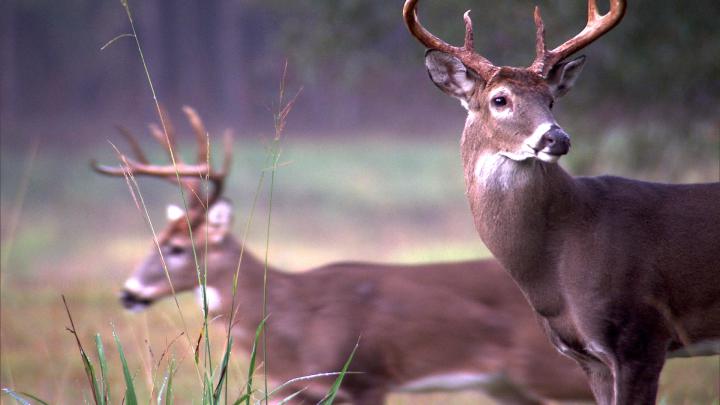 Whitetail Deer Wallpaper (55+ pictures)