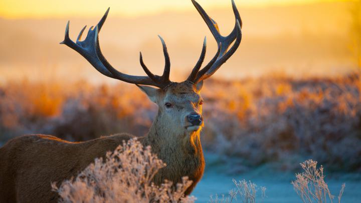 Deer Wallpapers
