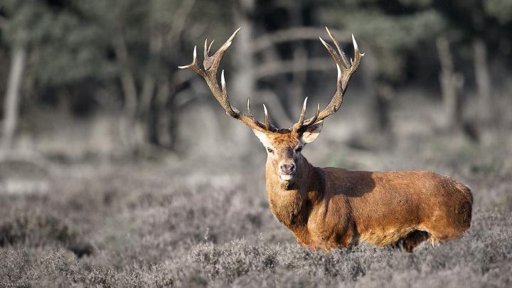 Deer wallpaper \u00b7\u2460 Download free amazing wallpapers for desktop 