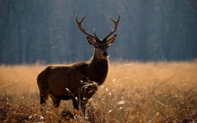 Big Whitetail Buck Wallpaper (56+ images)