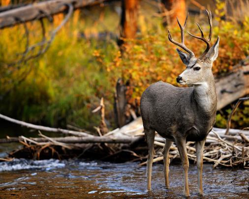 [45+] Mule Deer Wallpaper for Desktop 