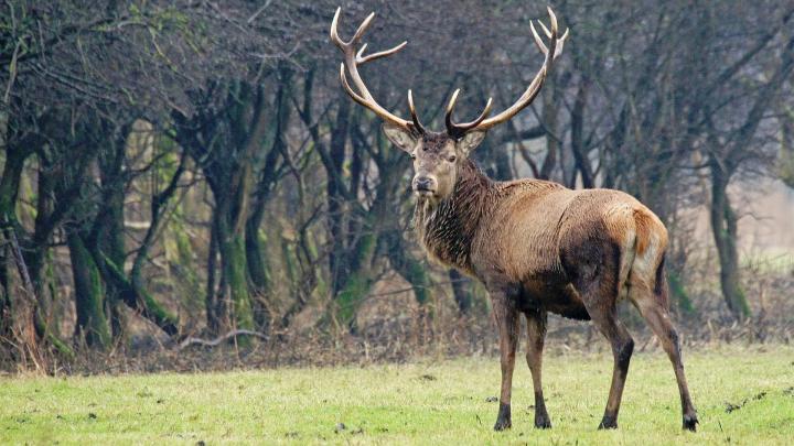 Whitetail Buck HD 1920x1080 Wallpaper -