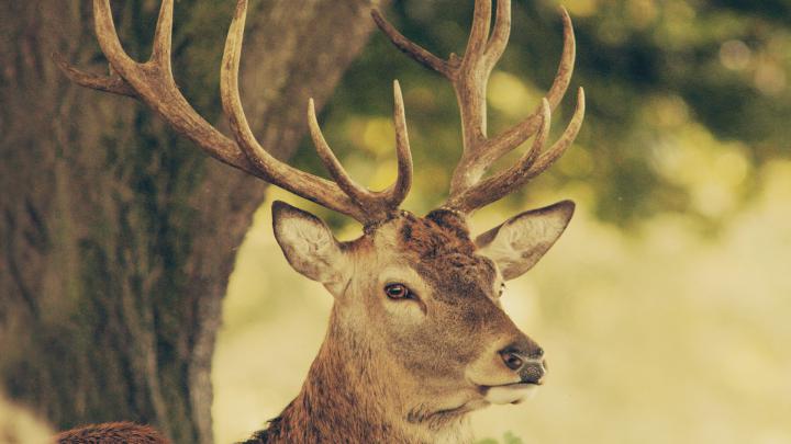 Deer wallpaper | 1920x1080 | #40556