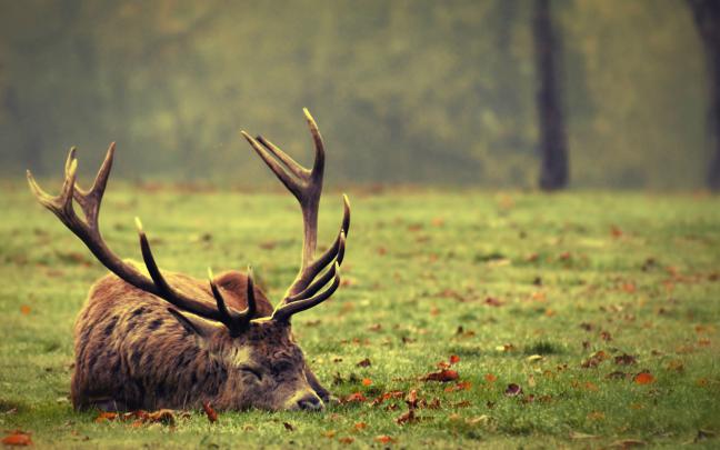 Deer Wallpapers