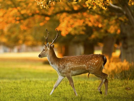 Best 29+ Deer HD Background 1080P on HipWallpaper | Reindeer Wallpaper 