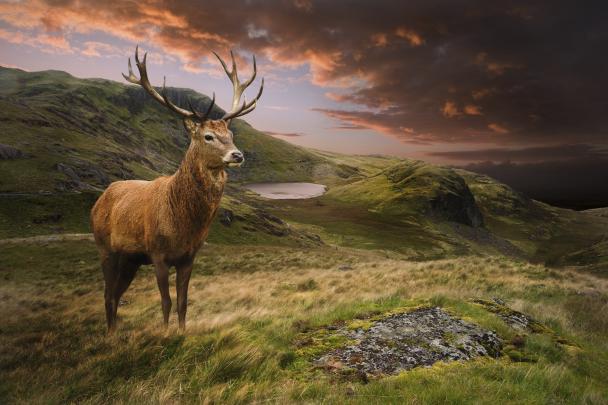 Deer wallpaper \u00b7\u2460 Download free amazing wallpapers for desktop 