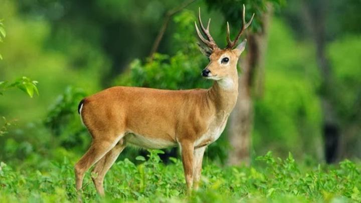 Deer wallpaper | 1920x1080 | #46054