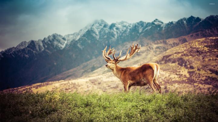 Deer on a green field by the mountains wallpaper - Animal wallpapers 