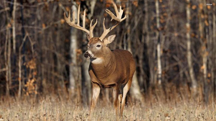 Whitetail Deer Wallpapers (57+ background pictures)