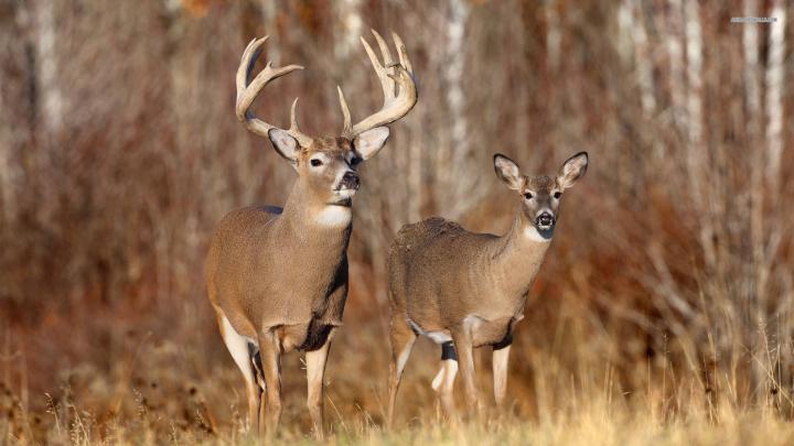 Whitetail Deer wallpaper | 1920x1080 | #75156