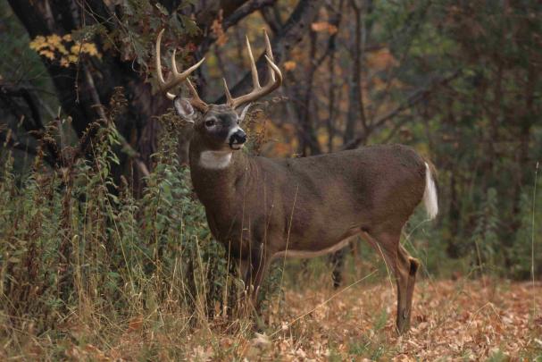 Whitetail Buck HD 1920x1080 Wallpaper -