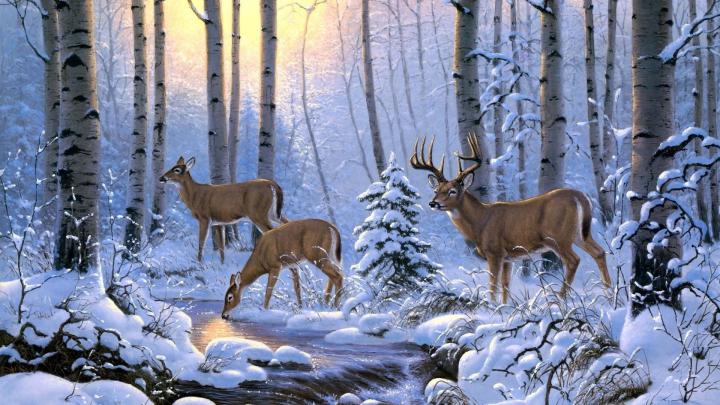 Bucks Wallpaper 1920X1080 \/ Whitetail Deer Wallpaper Screensaver (47 