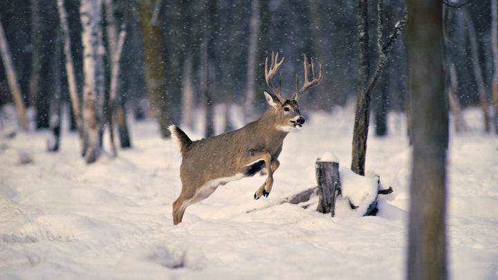 Whitetail Buck HD 1920x1080 Wallpaper -