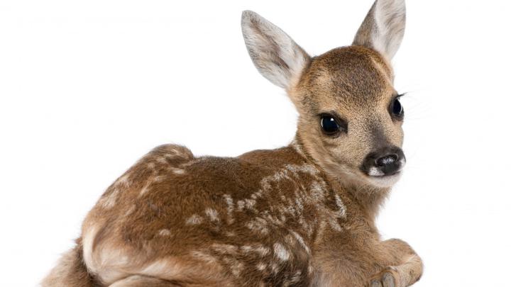 Whitetail Buck HD 1920x1080 Wallpaper -