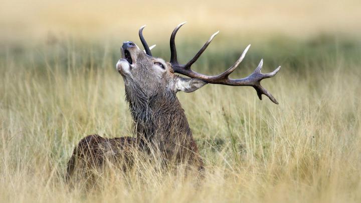 [37+] Whitetail Buck HD 1920x1080 Wallpaper 