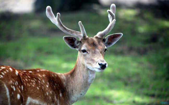 Whitetail Buck HD 1920x1080 Wallpaper -