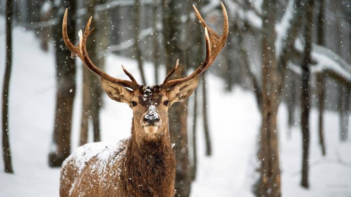 Deer Wallpapers