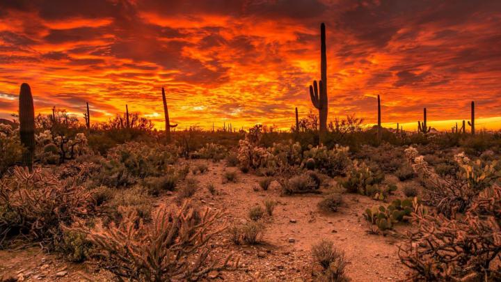 Desert Cactus Wallpapers - Top Free Desert Cactus Backgrounds 