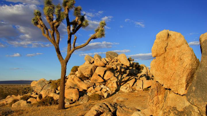 Desert Wallpapers