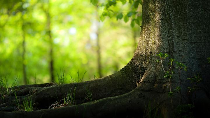 Free download Tree hd Desktop Backgrounds Natural Beautiful Trees HD 