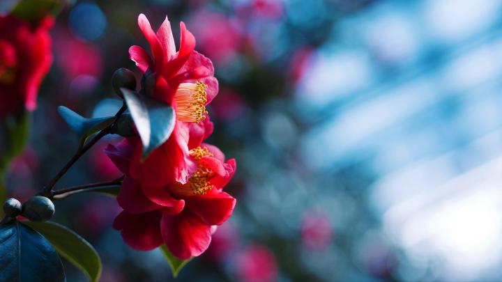 Desktop Wallpaper Hd Floral - Background Blur Image Flower - 1920x1080 