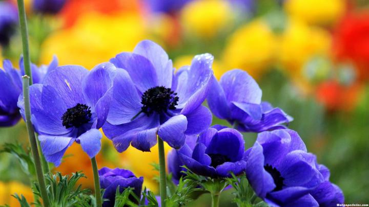 [49+] Full Screen Flower Wallpaper 