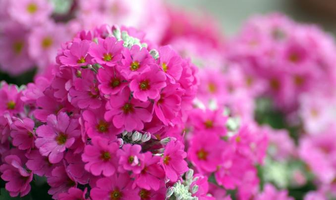 [78+] Free Flower Wallpaper Backgrounds 