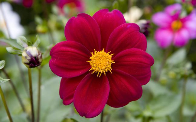 [49+] Full HD Flower Wallpaper 