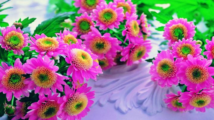 [45+] Pink Flowers HD Wallpaper 
