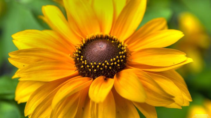 [78+] Full Hd Flowers Wallpapers 