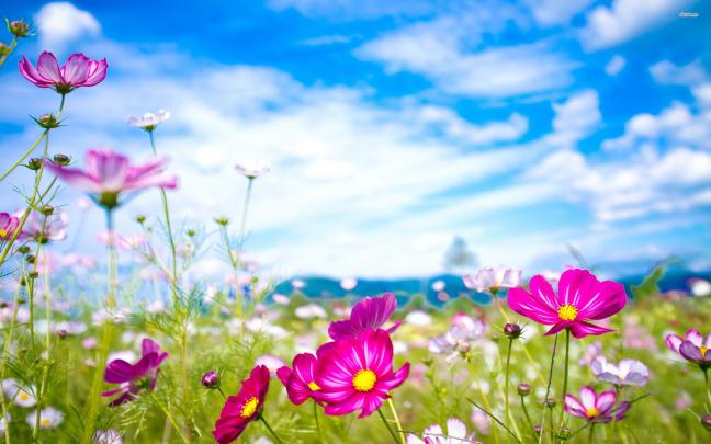Flower Desktop Backgrounds \u00b7\u2460 