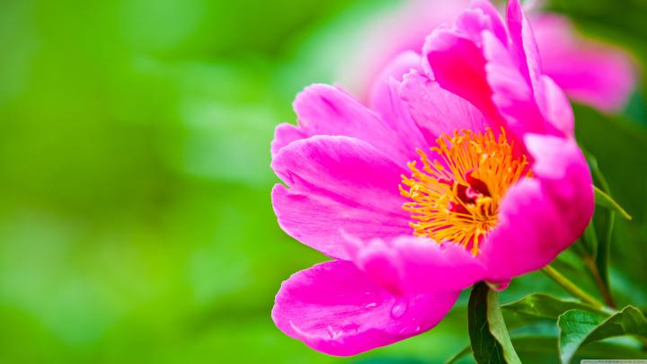 Ultra HD Flower Wallpapers - Top Free Ultra HD Flower Backgrounds 