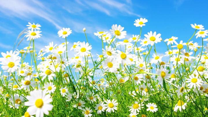 HD Spring Flowers Backgrounds - 2021 Cute Wallpapers