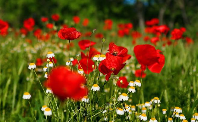 Flower Desktop Backgrounds (60+ images)