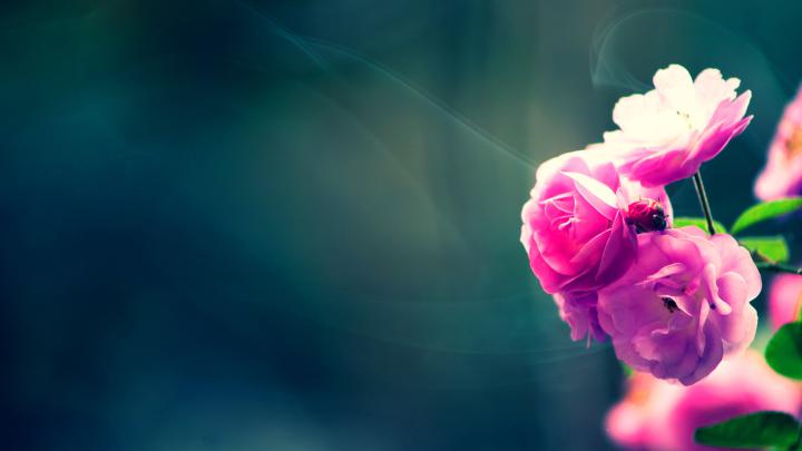 Flower Wallpapers